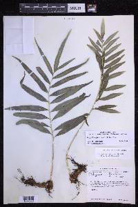 Polypodium fraternum image