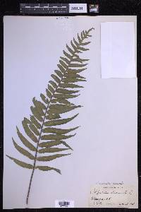 Serpocaulon dissimile image