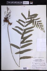 Polypodium subpetiolatum image