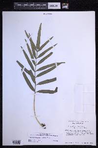 Polypodium fraternum image