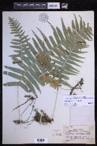 Polypodium plesiosorum image