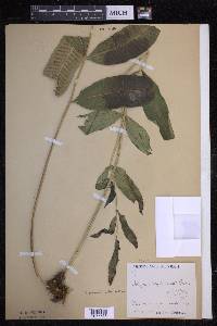 Serpocaulon articulatum image