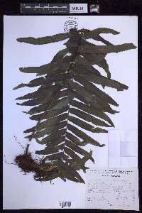 Polypodium subpetiolatum image