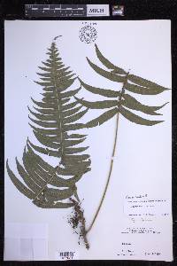 Serpocaulon loriceum image