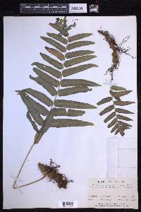 Polypodium subpetiolatum image