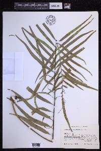 Polypodium fraternum image