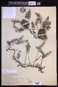 Pleopeltis polypodioides image