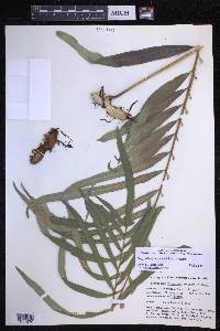 Polypodium fraternum image
