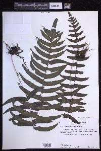 Serpocaulon dissimile image