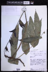 Serpocaulon fraxinifolium image