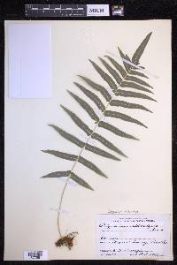 Polypodium echinolepis image