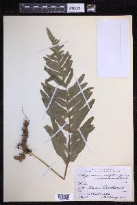 Polypodium subpetiolatum image