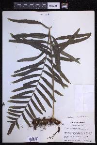 Polypodium subpetiolatum image