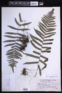 Polypodium subpetiolatum image