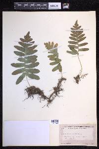 Polypodium californicum image