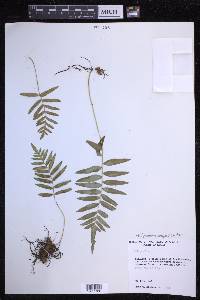 Polypodium subpetiolatum image