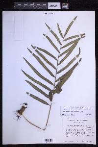 Polypodium fraternum image