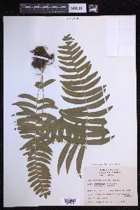 Serpocaulon dissimile image