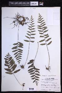 Polypodium subpetiolatum image