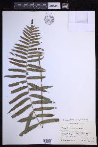 Polypodium subpetiolatum image