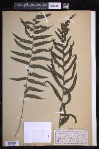 Serpocaulon dissimile image