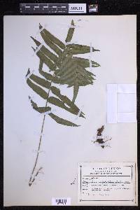 Polypodium subpetiolatum image