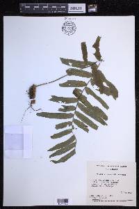 Polypodium subpetiolatum image