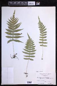 Serpocaulon loriceum image