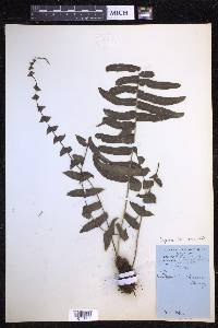 Serpocaulon dissimile image