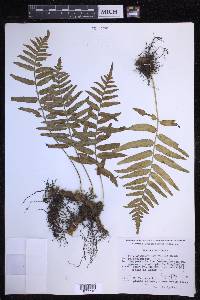 Polypodium subpetiolatum image