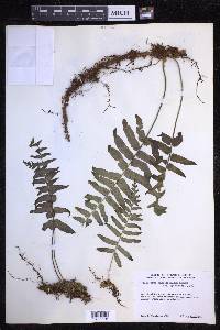 Polypodium subpetiolatum image