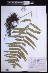 Polypodium subpetiolatum image