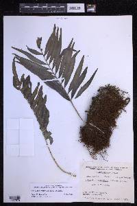 Polypodium fraternum image