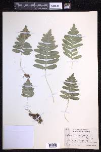 Polypodium californicum image