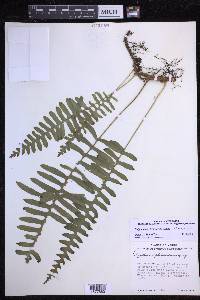 Polypodium plesiosorum image