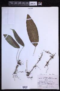 Serpocaulon levigatum image