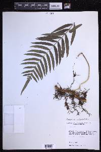 Polypodium subpetiolatum image