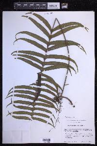 Serpocaulon loriceum image