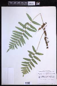 Polypodium subpetiolatum image