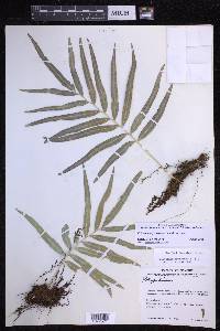Polypodium fraternum image