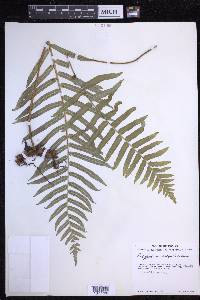 Polypodium subpetiolatum image