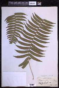 Serpocaulon dissimile image