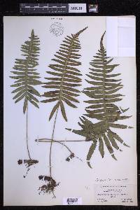 Serpocaulon dissimile image