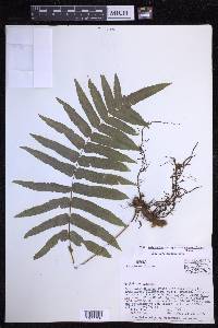 Polypodium subpetiolatum image