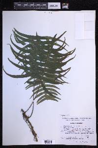 Serpocaulon loriceum image