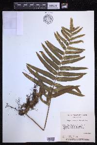 Polypodium subpetiolatum image