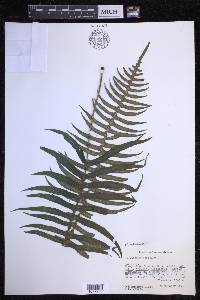 Serpocaulon loriceum image