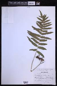 Polypodium subpetiolatum image