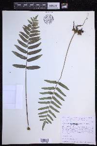 Polypodium subpetiolatum image