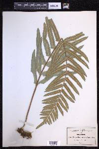 Polypodium subpetiolatum image